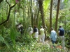 trails-of-bamboo-island