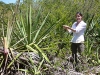 tells-us-the-uses-of-this-plant